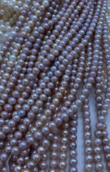 Perlen lavendel vom Züchter aufgezogen